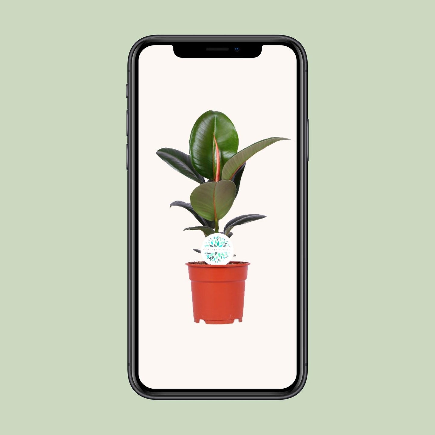 Gummibaum – Ficus Elastica 'Robusta' - ↑35-85 cm - Ø12-27 cm