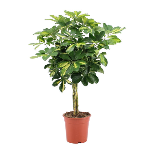 Schefflera Arboricola Gold Capella - Ø19cm - ↕75cm - Plantabulous