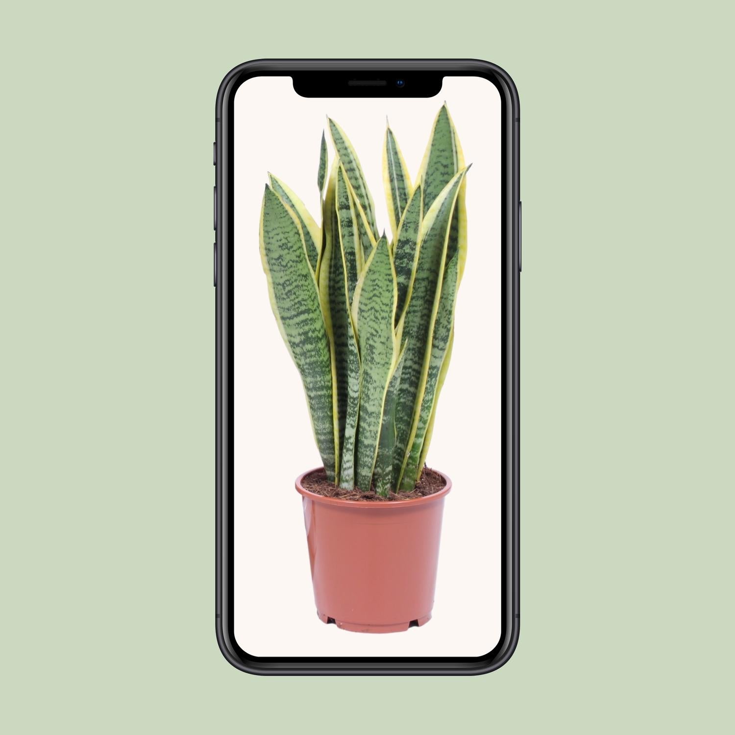 Bogenhanf – Sansevieria Trifasciata 'Laurentii' - Plantabulous