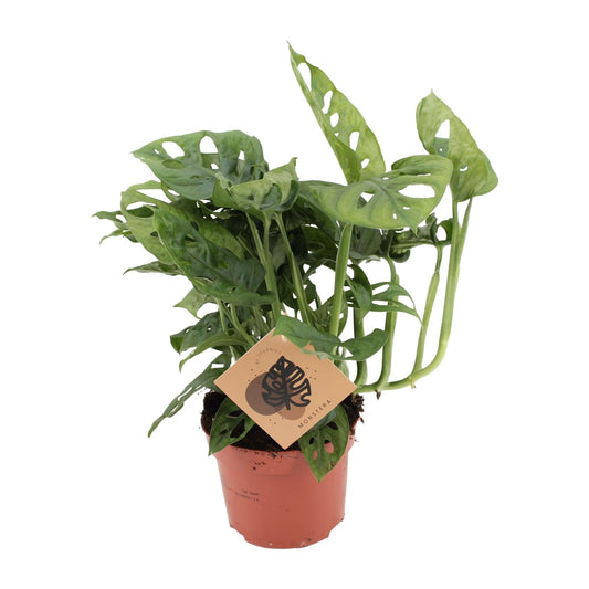 Monstera Monkey - Ø12cm - ↕30cm - Plantabulous