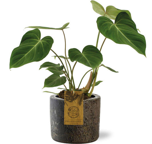 Philodendron Gloriosum - Ø15cm - ↕40cm + Maas Pot D16x14cm - Braun - Plantabulous