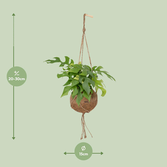 Lochpflanze – Kokodama Monstera Minima - Rhaphidophora tetrasperma – 25 cm – Ø15 cm - Plantabulous
