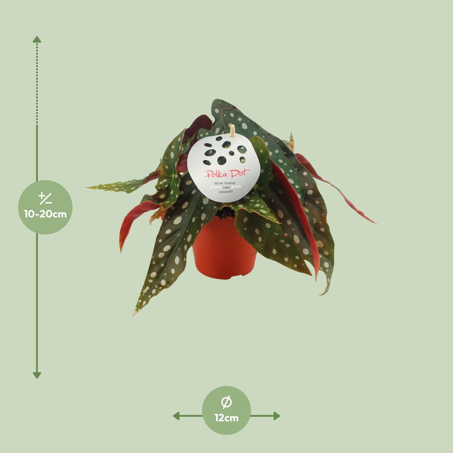 Begonia Maculata - Ø12 ↕20 - Plantabulous