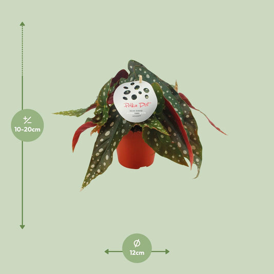 Begonia Maculata - Ø12 ↕20 - Plantabulous