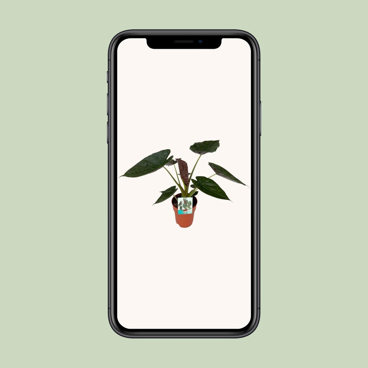 Pfeilblatt – Alocasia Wentii – ↑85 cm – Ø19 cm