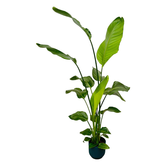 Baumstrelitzie – Strelitzia nicolai (inkl. Topf) – 130 cm – Ø18 cm - Plantabulous