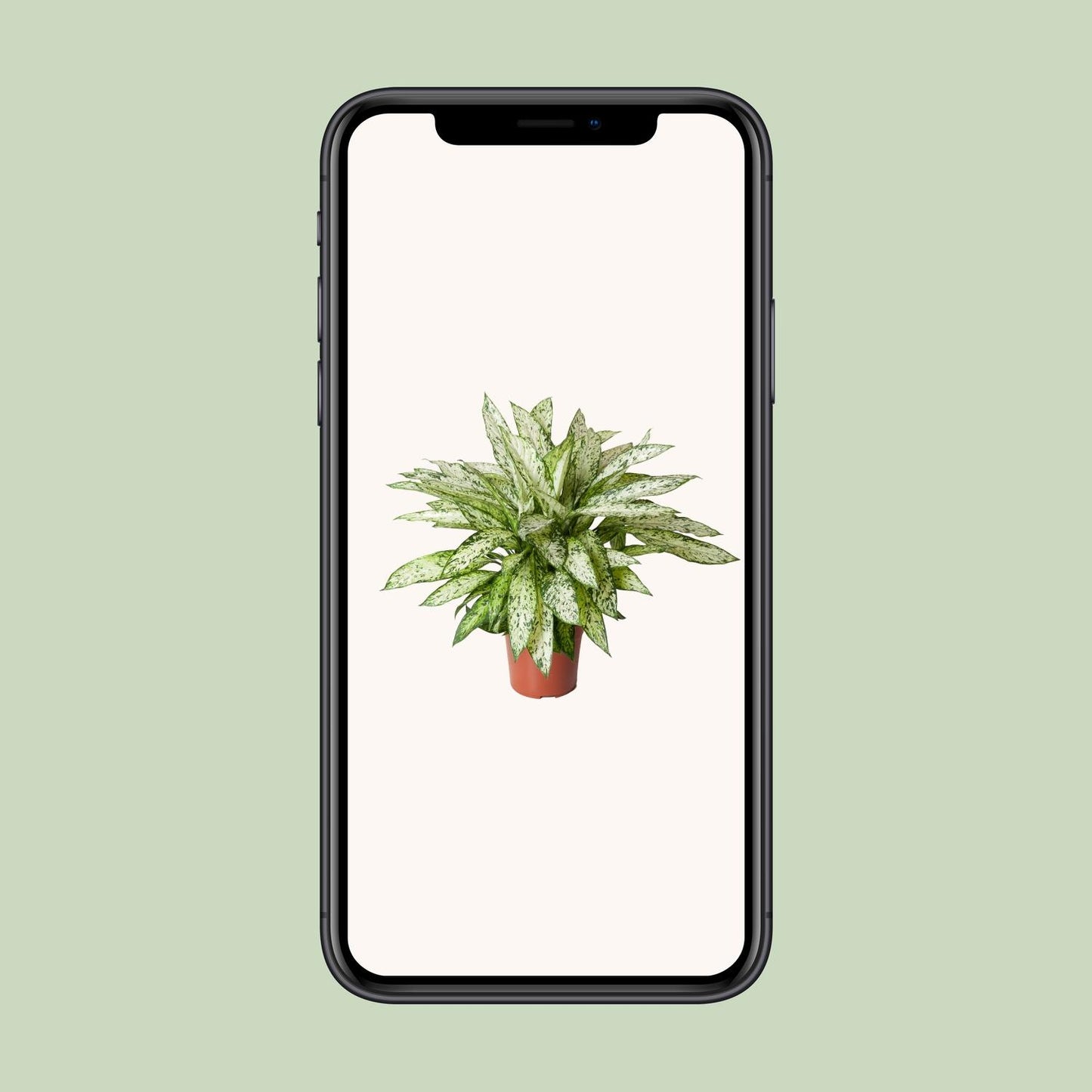 Schweigrohr – Dieffenbachia 'Vesuvius' – ↑80 cm – Ø27 cm
