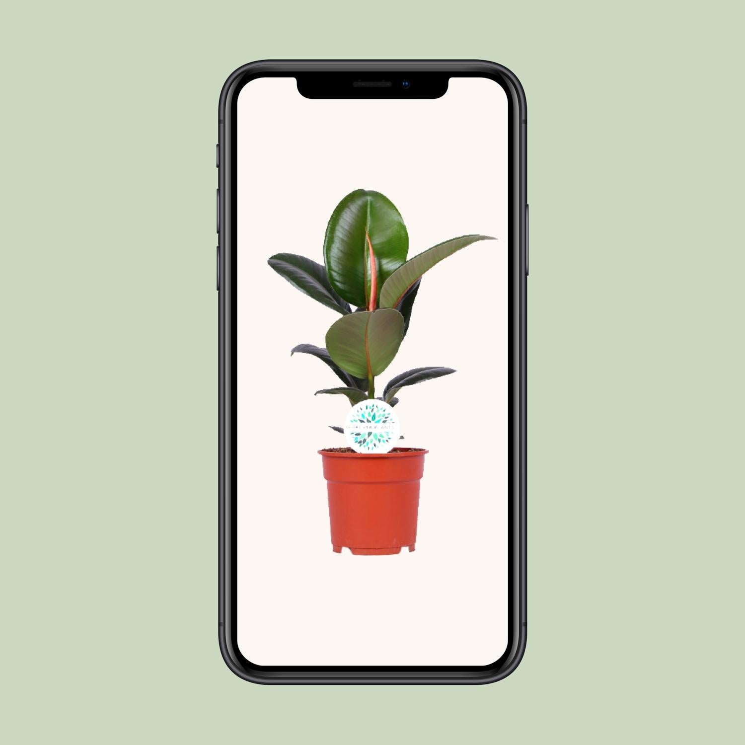 Ficus Elastica Robusta - Ø17cm - ↕55cm - Plantabulous