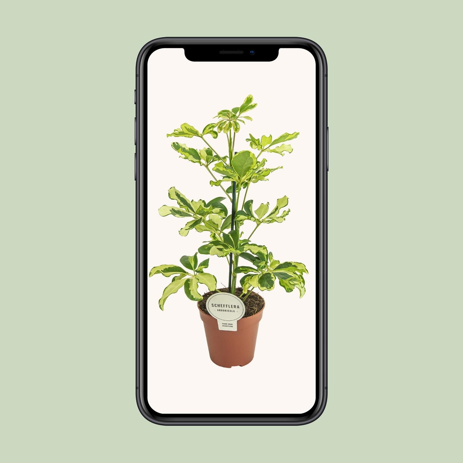 Schefflera Charlotte - Ø13cm - ↕45cm - Plantabulous