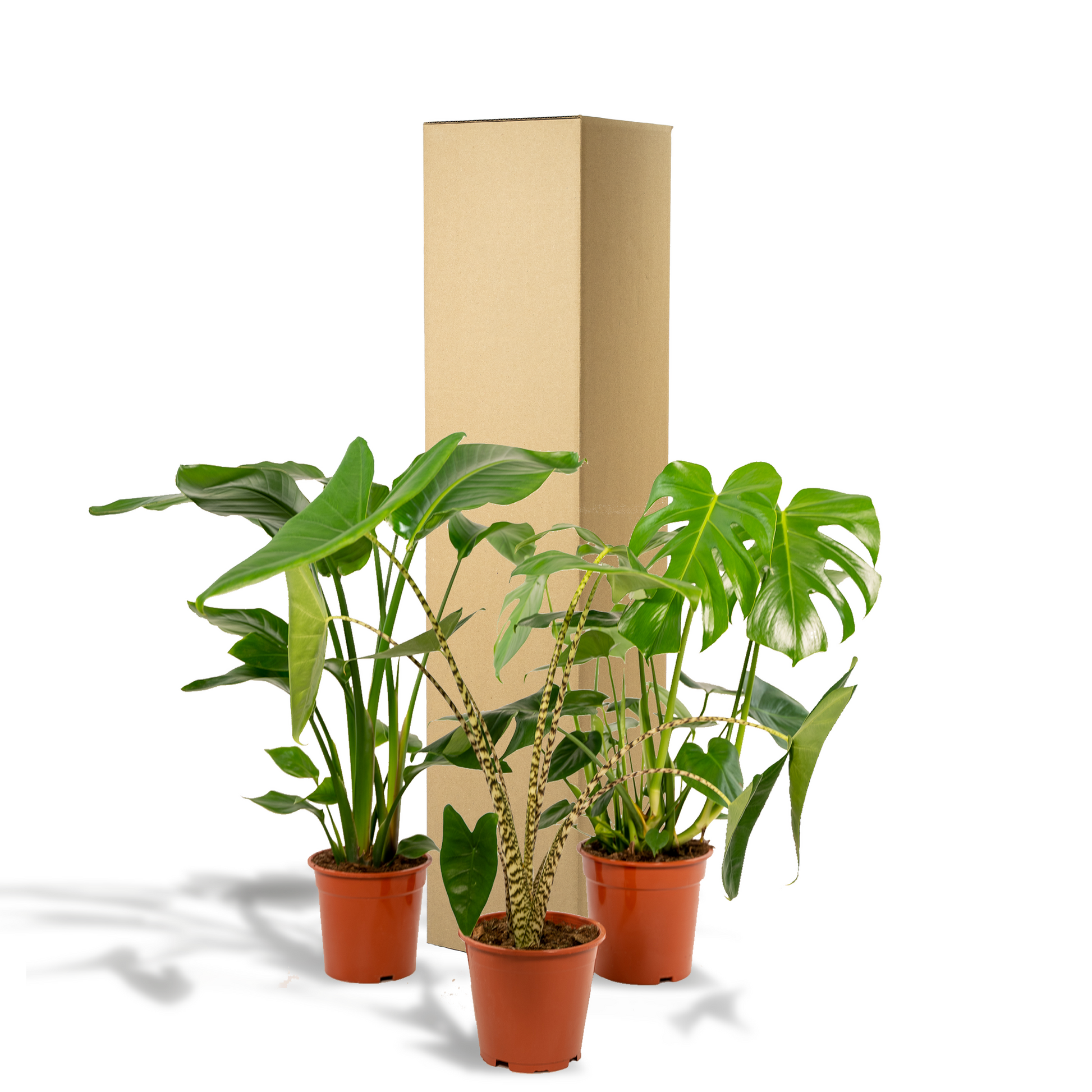 Pflanzen Set – 3 Pflanzen - Monstera Deliciosa - 75cm - Ø21cm - Alocasia Zebrina - 75cm - Ø19cm - Strelitzia Nicolai - 85cm - Ø19cm - Plantabulous