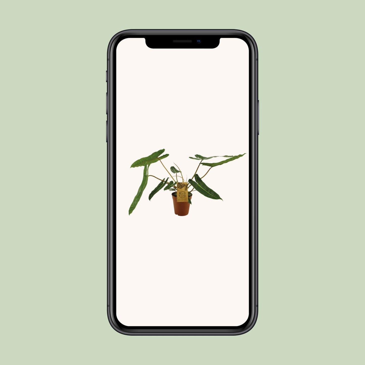 Philodendron Billetiae - Ø15cm - ↕50cm - Plantabulous
