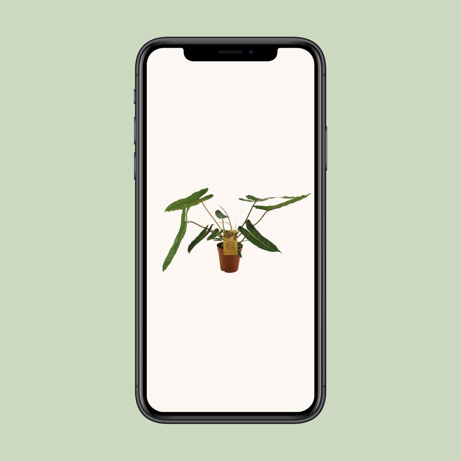 Philodendron Billetiae - Ø15cm - ↕50cm - Plantabulous