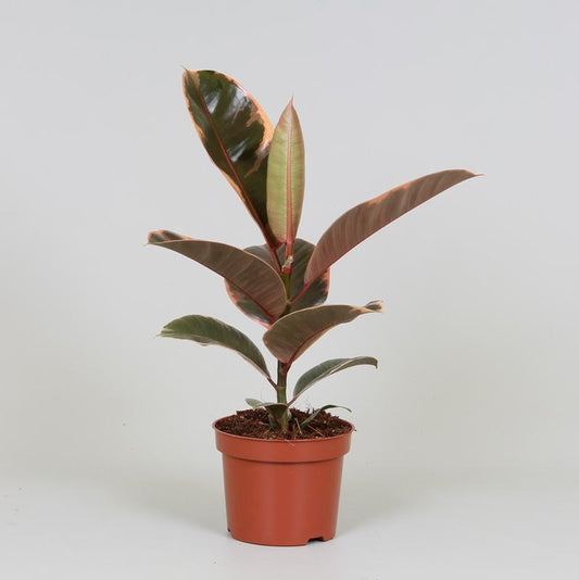 Gummibaum – Ficus Elastica 'Belize' – ↑30 cm – Ø12 cm