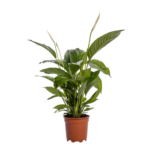 Einblatt – Spathiphyllum 'Bingo Cupido' – ↑45-80 cm – Ø12-19 cm