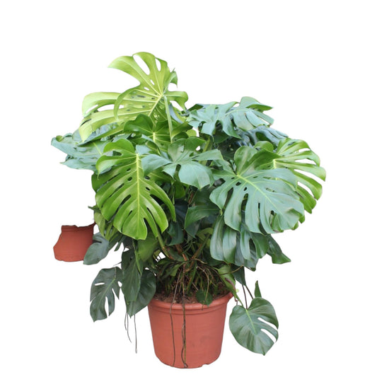 Fensterblatt – Monstera deliciosa – 130 cm – Ø55 cm - Plantabulous