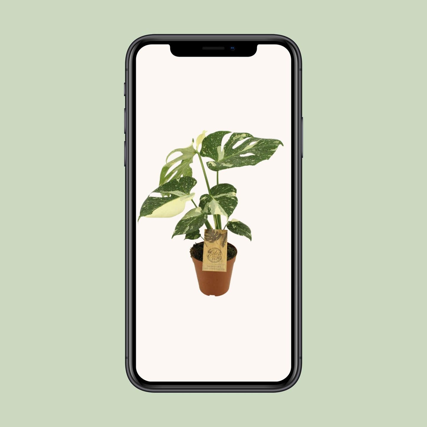 Monstera Thai Constellation - Ø15cm - ↕50cm - Plantabulous