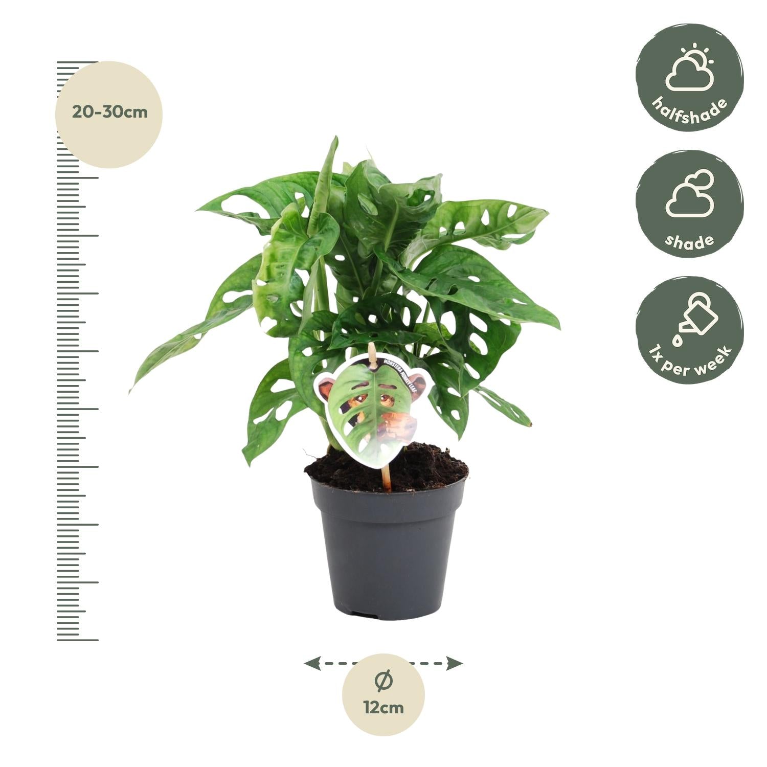 Fensterblatt – Monstera obliqua 'Monkey Leaf' – 25 cm – Ø12 cm - Plantabulous