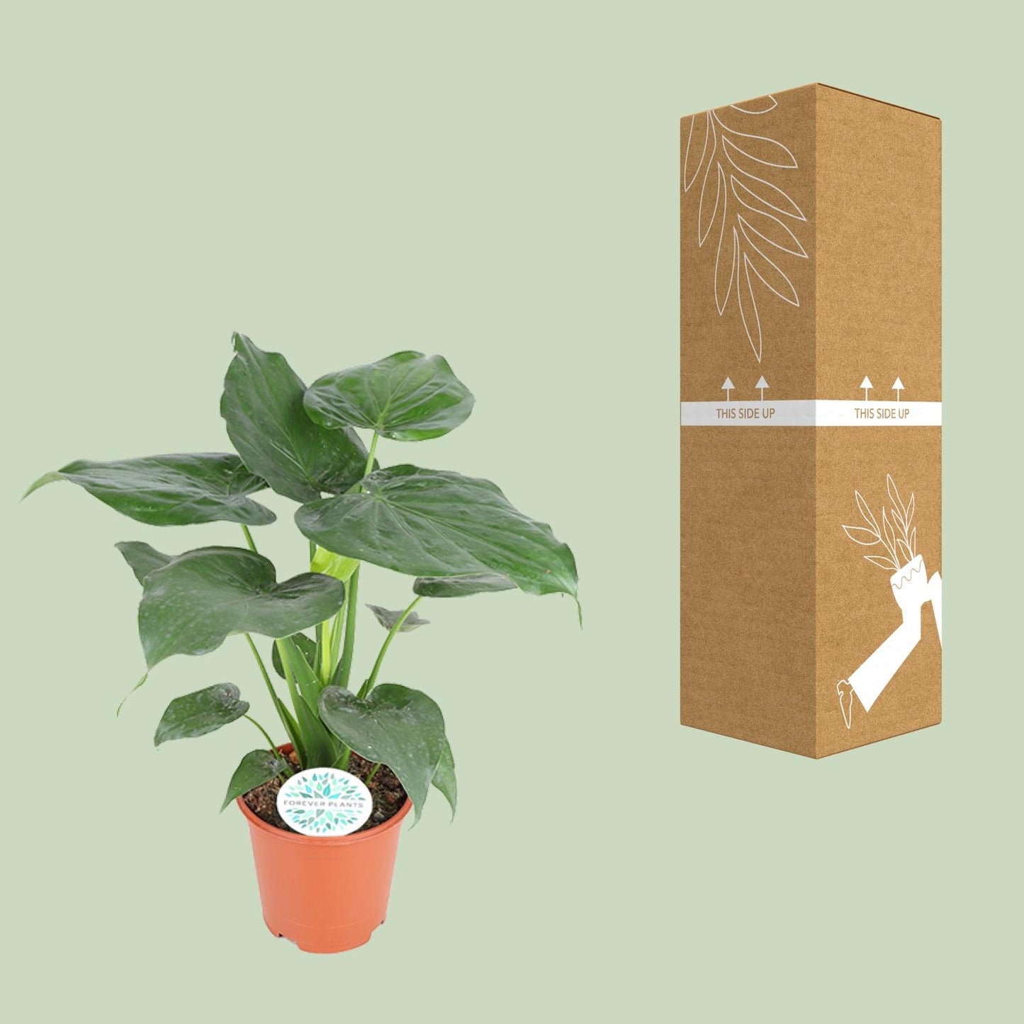 Alocasia Cucullata - Ø21cm - ↕80cm - Plantabulous
