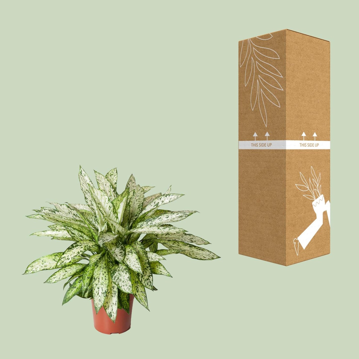 Schweigrohr – Dieffenbachia 'Vesuvius' – ↑80 cm – Ø27 cm