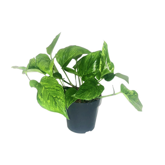 Scindapsus Pictus Trebie - Ø12cm - ↕20cm - Plantabulous