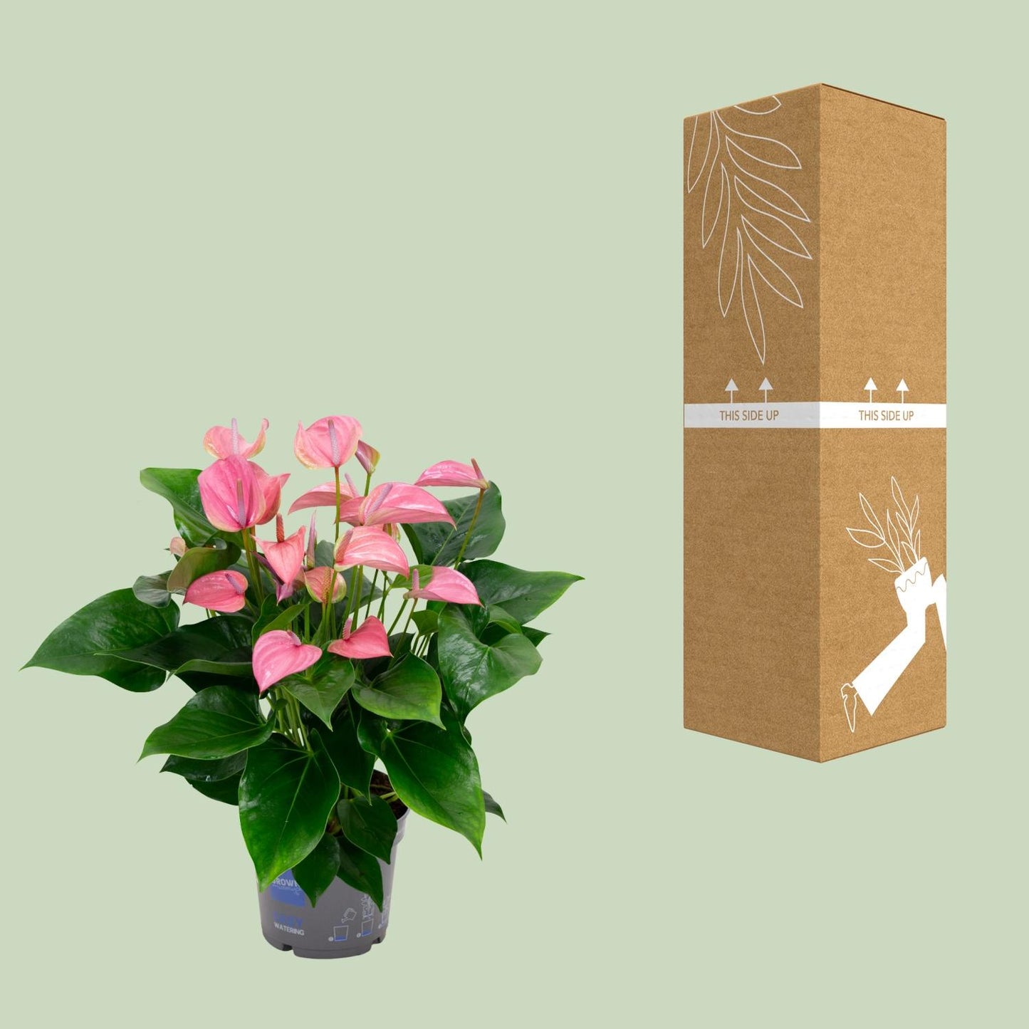 Anthurium KARMA Joli - ↑55cm - Ø17cm