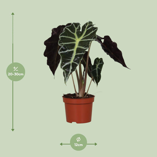 Pfeilblatt – Alocasia Amazonica 'Polly' – ↑30 cm – Ø12 cm