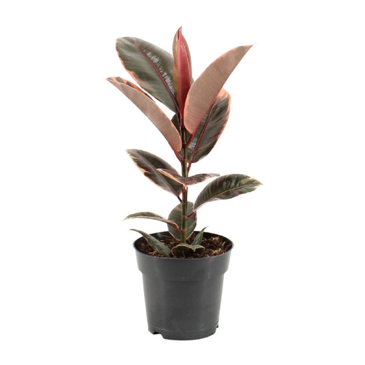 Gummibaum – Ficus 'Elastica Belize' – ↑55 cm – Ø17 cm
