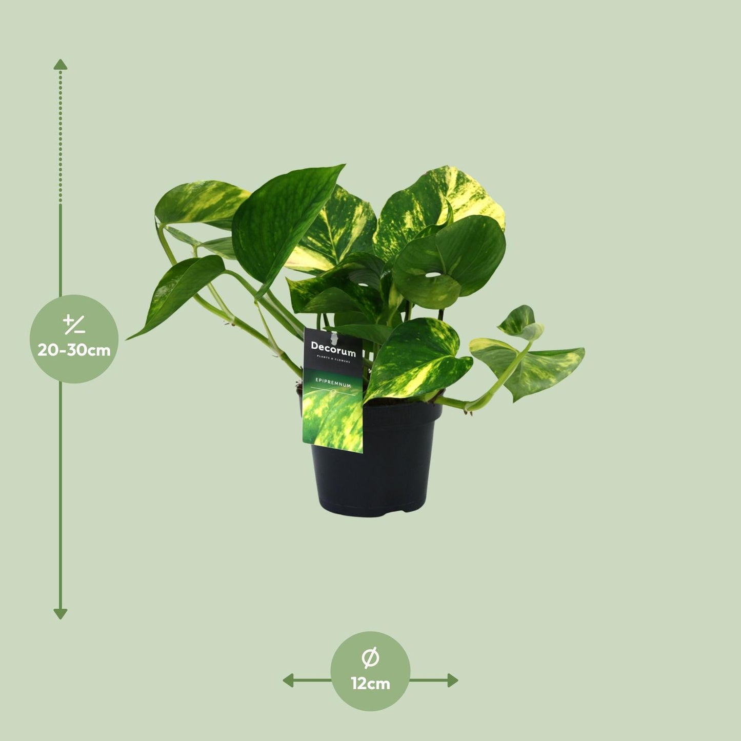 Efeutute – Scindapsus 'Aureum' (Epipremnum) – ↑25 cm – Ø12 cm