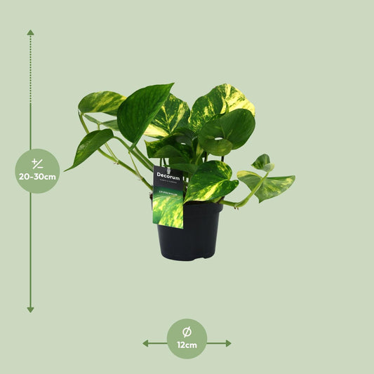 Efeutute – Scindapsus 'Aureum' (Epipremnum) – ↑25 cm – Ø12 cm