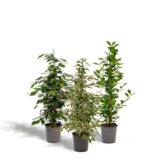 Pflanzen Set – 3 Pflanzen – 95 cm– Ø21 cm  – Ficus Benjamina 'Danielle' – Ficus Benjamina 'Twilight' – Ficus Microcarpa 'Moclame' - Plantabulous