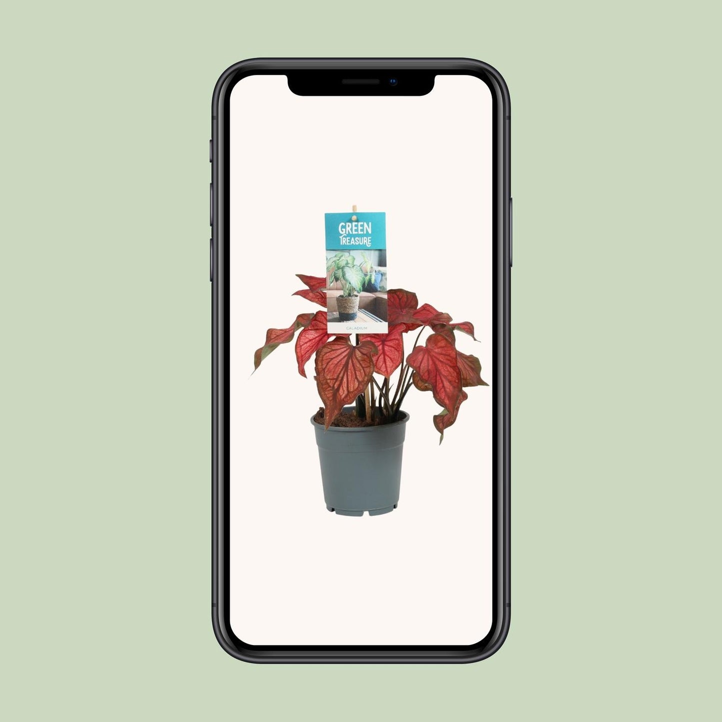 Caladium Rood - Ø12cm - ↑25cm