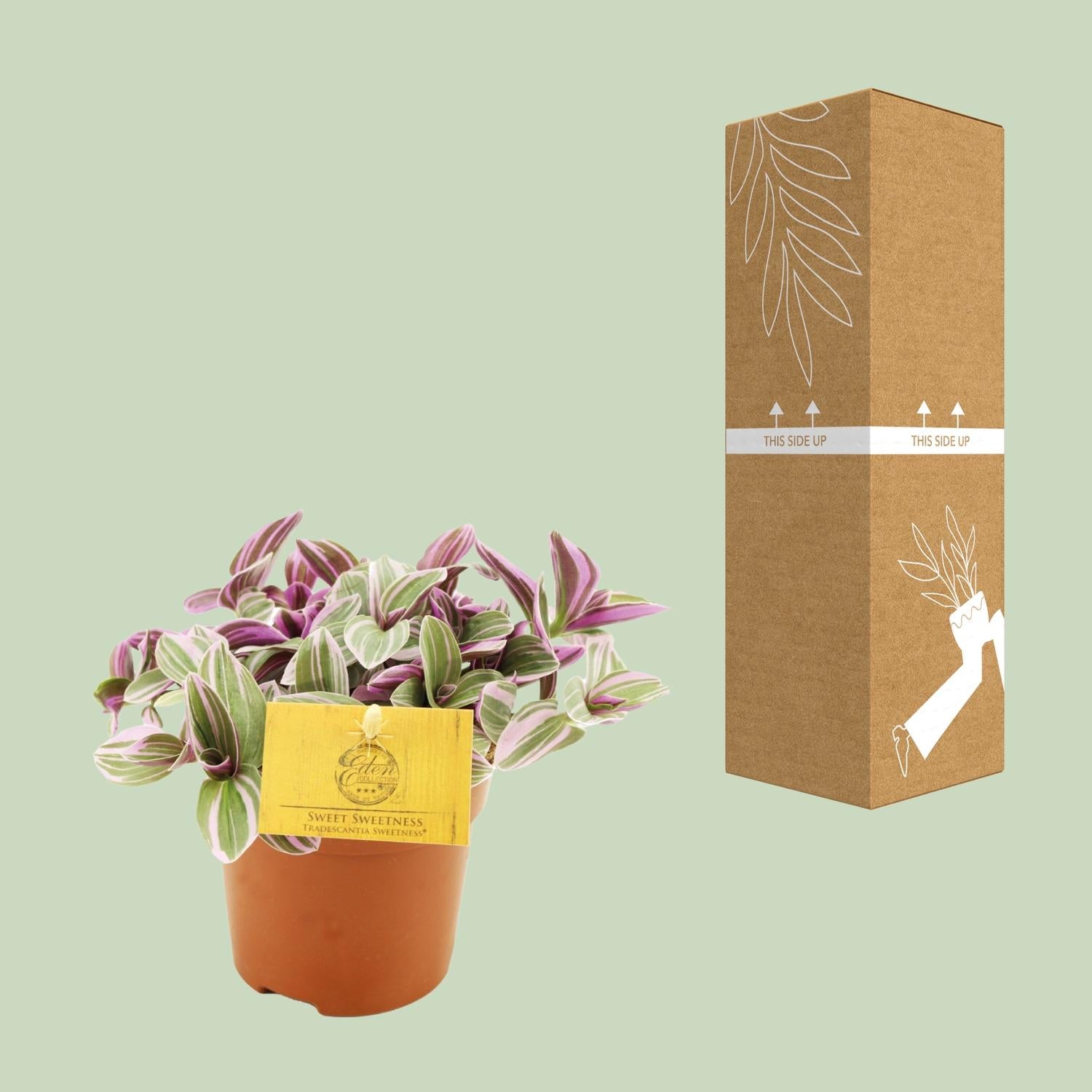 Tradescantia Sweetness 10,5cm - Ø10,5cm - ↕10cm - Plantabulous