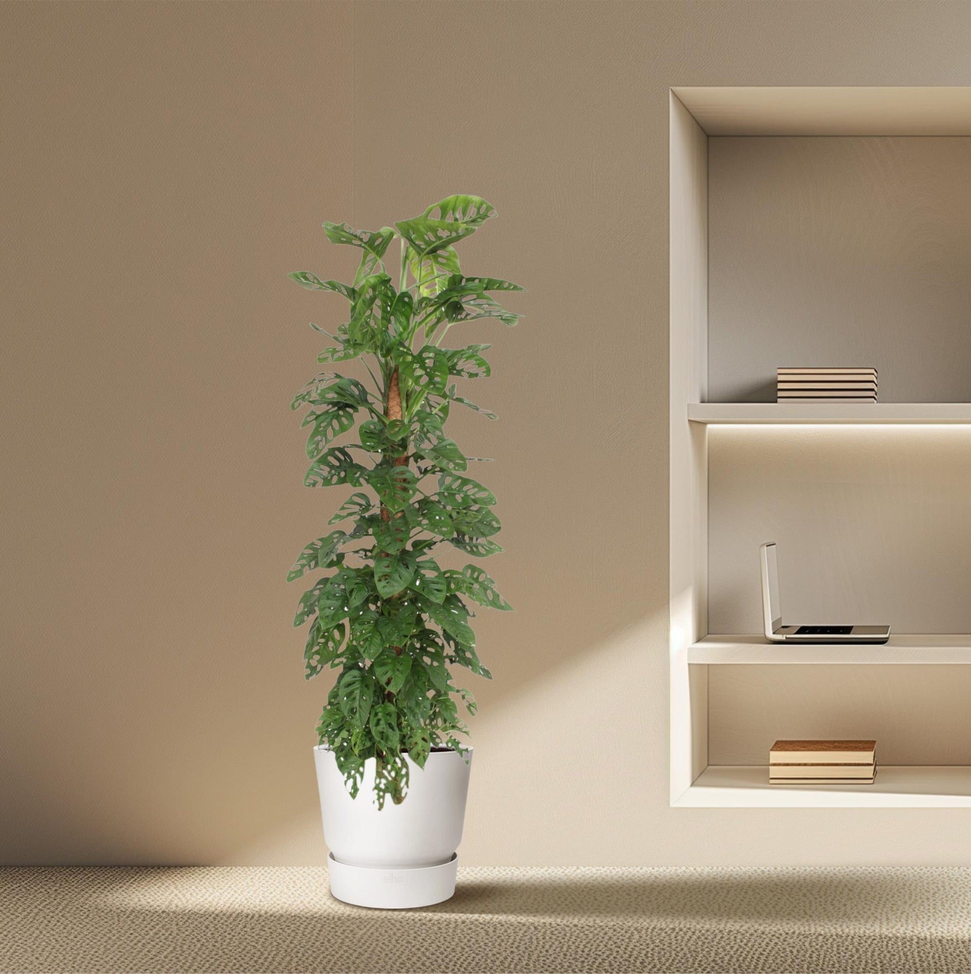 Fensterblatt am Moosstab – Monstera adansonii 'Monkey Leaf'  – 180 cm – Ø27 cm - Plantabulous