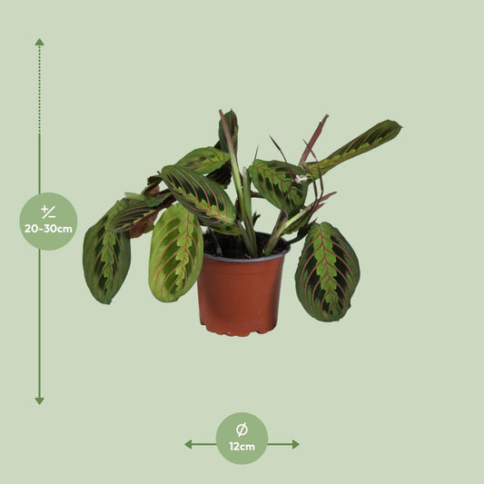 Korbmarante – Maranta Leuconeura 'Fascinator' – ↑30 cm – Ø12 cm