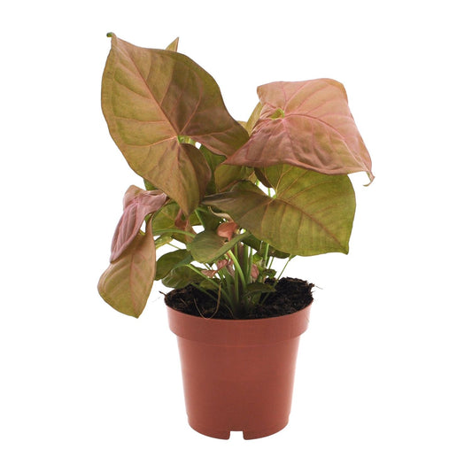 Purpurtute – Syngonium 'Neon' – ↑25 cm – Ø12 cm