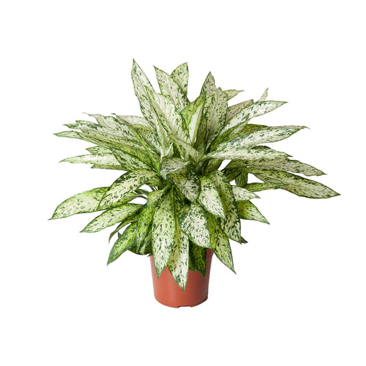 Schweigrohr – Dieffenbachia 'Vesuvius' – ↑80 cm – Ø27 cm