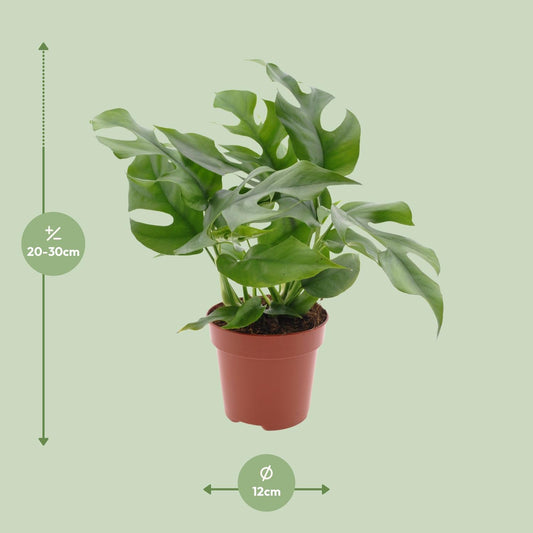 Monstera Minima - Ø12cm - ↕25cm - Plantabulous