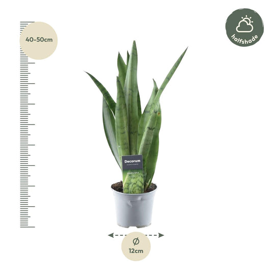 Bogenhanf – Sansevieria trifasciata 'Spearmint' – 45 cm – Ø12 cm - Plantabulous