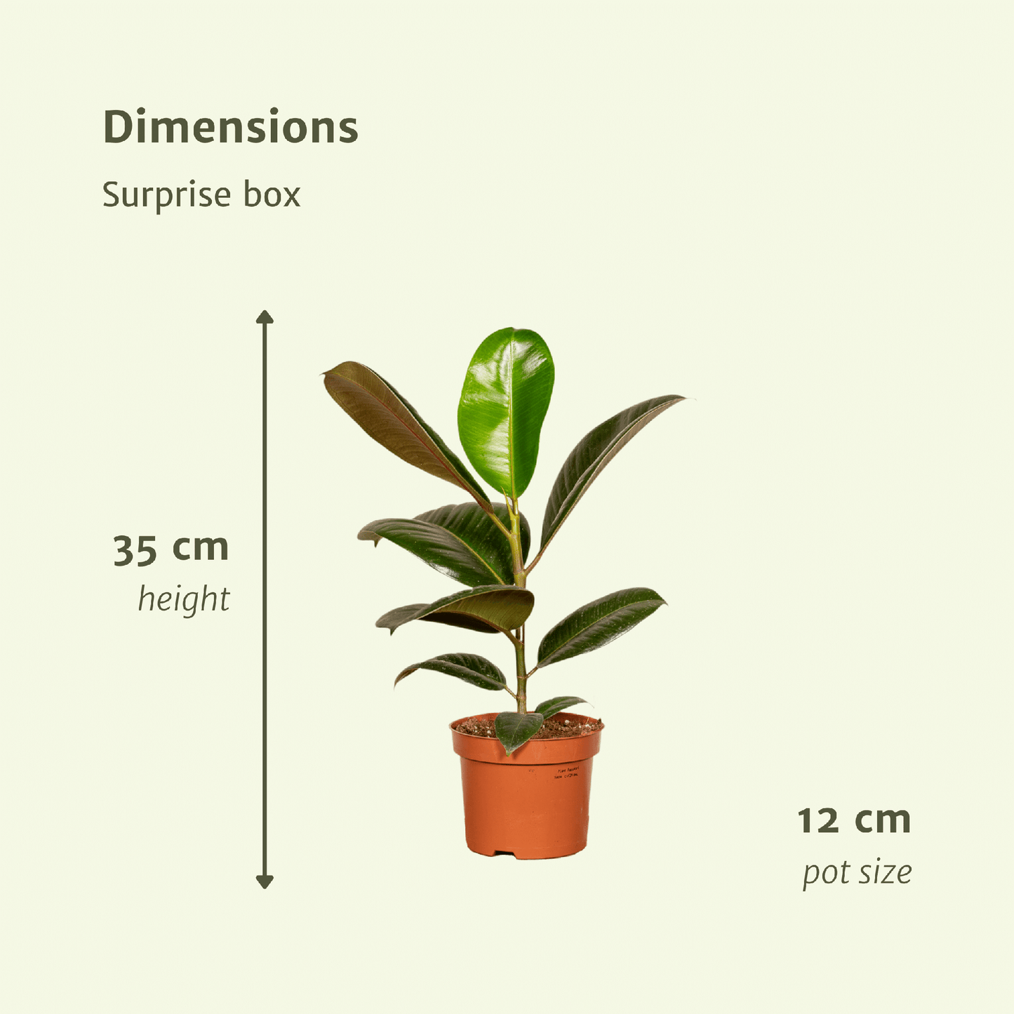 Überraschungsbox – 6 Pflanzen – 25 cm – Ø12 cm - Plantabulous