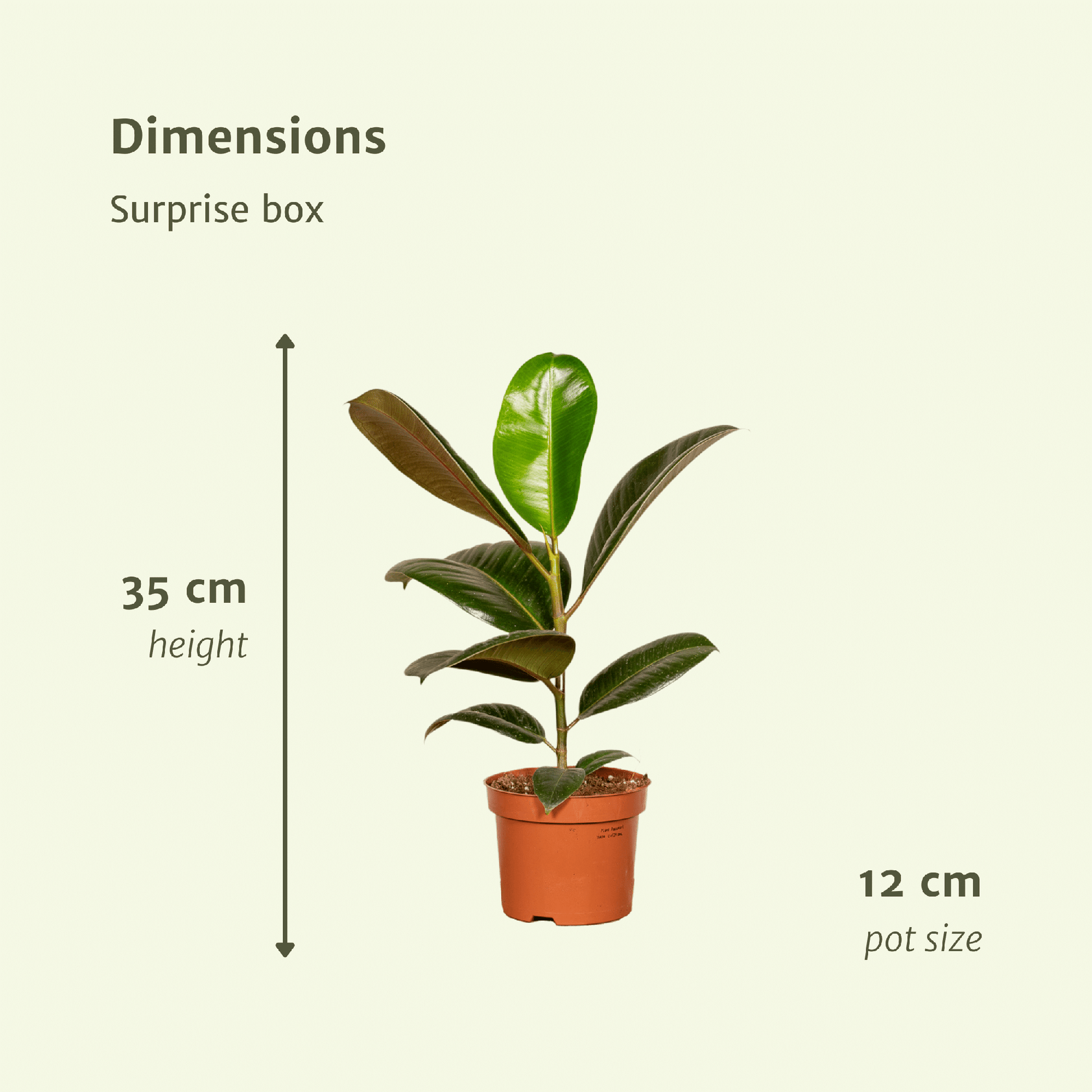 Überraschungsbox – 6 Pflanzen – 25 cm – Ø12 cm - Plantabulous