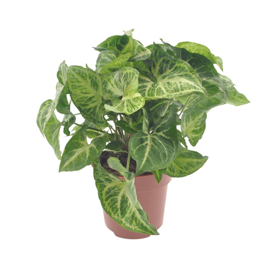 Purpurtute – Syngonium 'Arrow' – ↑25 cm – Ø12 cm