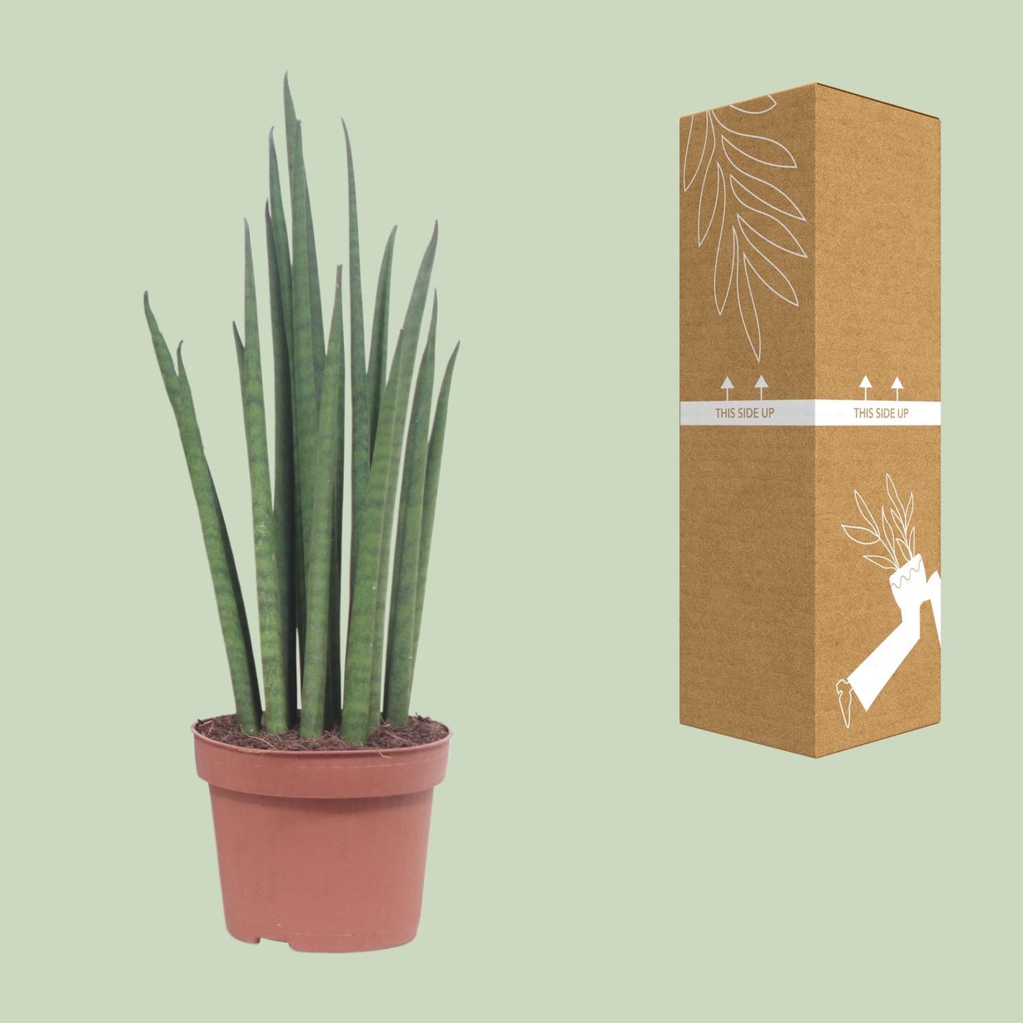 Bogenhanf – Sansevieria 'Mikado' – ↑40 cm – Ø12 cm