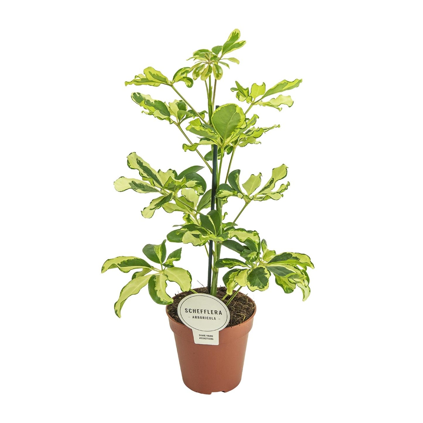 Schefflera Charlotte - Ø13cm - ↕45cm - Plantabulous