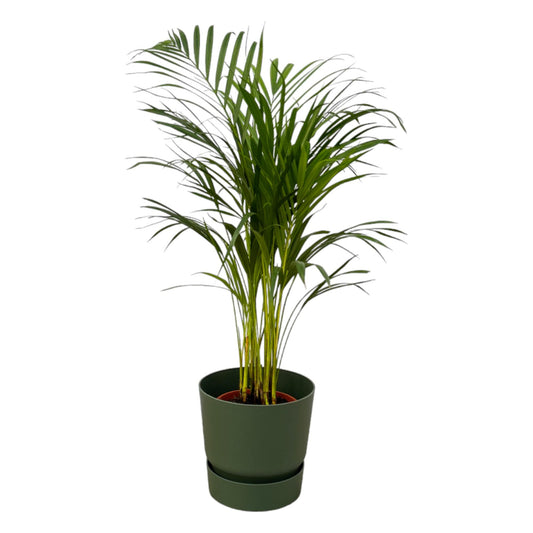 Areca Palme – Dypsis lutescens (inkl. Topf) – 85 cm – Ø19 cm - Plantabulous