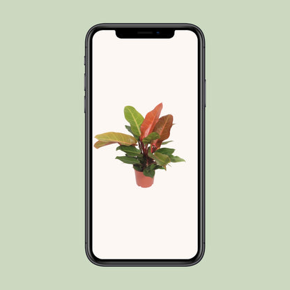 Philodendron – Philodendron 'Prince of Orange' – ↑45 cm – Ø17 cm