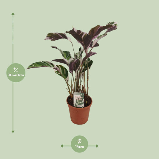 Calathea Fusion White Basic - Ø14cm - ↕40cm - Plantabulous