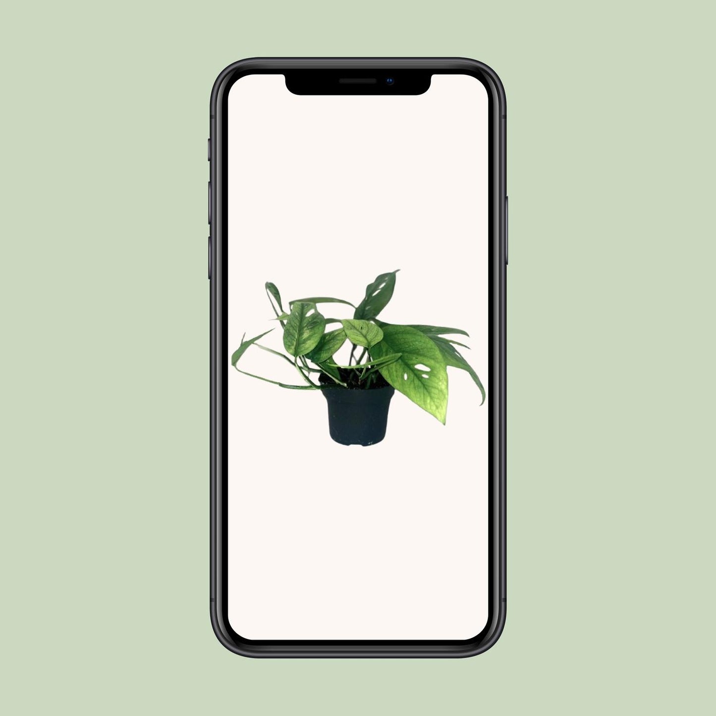Efeutute – Epipremnum 'Cebu Blue' – ↑20 cm – Ø12 cm