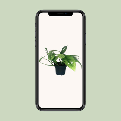 Efeutute – Epipremnum 'Cebu Blue' – ↑20 cm – Ø12 cm