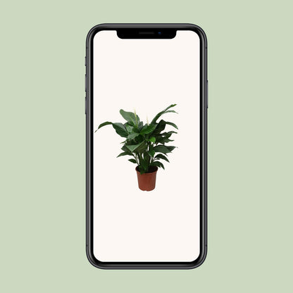 Spathiphyllum Sweet Silvana - Ø24cm - ↕80cm - Plantabulous