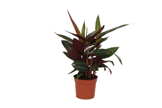 Korbmarante – Calathea 'Stripestar' – 40 cm – Ø12 cm - Plantabulous